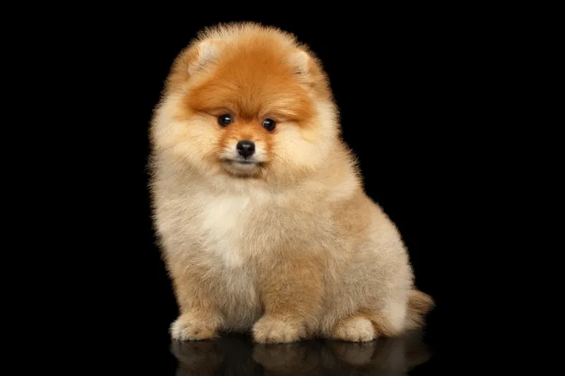 博美犬 博美犬图片 博美犬素材下载 稿定素材 博美犬 博美犬图片 博美犬素材下载 稿定素材