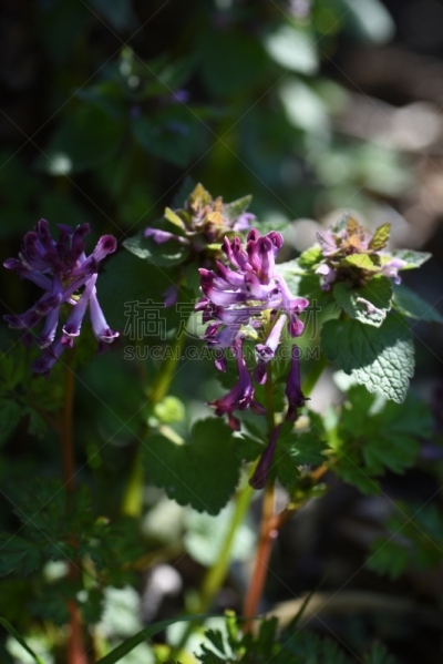 紫堇,自然界的状态,花鳞茎,春天,植物,户外,园艺,日本,草地,自然