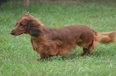 可爱的,狗,腊肠犬,宠物,热狗,纯种犬,图像,猎犬,哺乳纲,美国