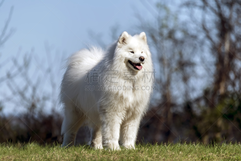 萨摩耶犬,狗,山,爱斯基摩犬,雪橇犬,幸福,水平画幅,户外,草,太阳