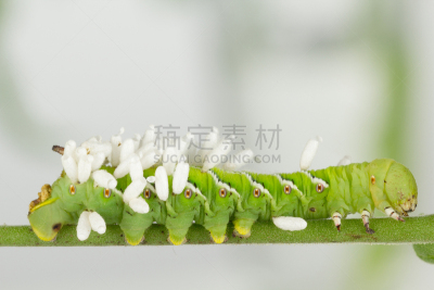 茧,幼虫,黄蜂,小茧蜂,玻璃假眼,烟草天蛾的幼虫黄蜂,共生关系,寄生的,害虫,身体受伤