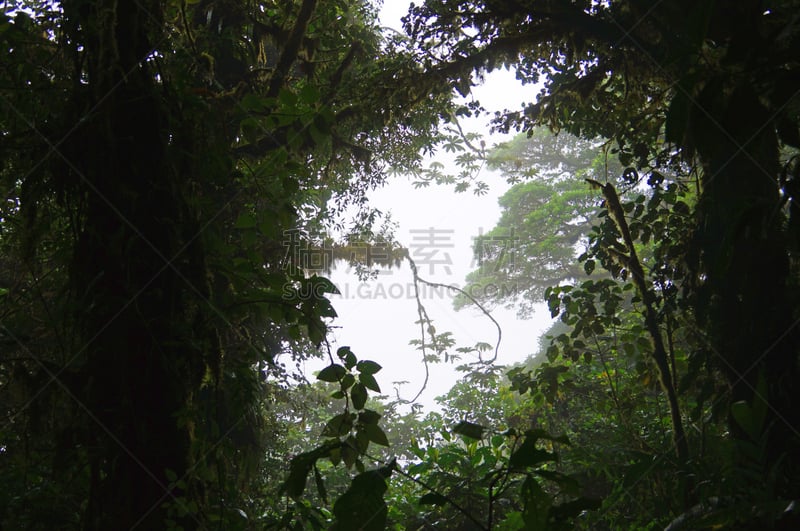 森林,雾,全景,蒙特沃德,自然,南美,野生动物,水平画幅,无人,热带树