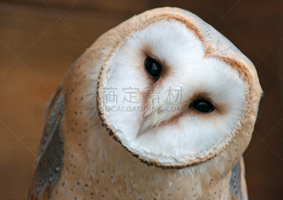 谷仓枭,留白,水平画幅,谷仓,夜晚,无人,鸟类,科学,夏天,非凡的