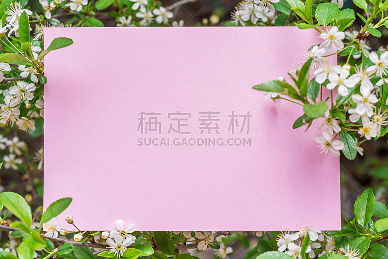 纸,粉色,空白的,樱桃,枝,在之间,空的,边框,春天,园林
