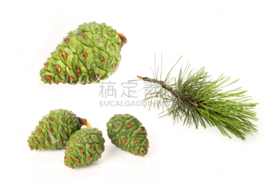 绿色,松果,加州红杉,阿尔卑斯枞树,水平画幅,无人,组物体,云杉,特写