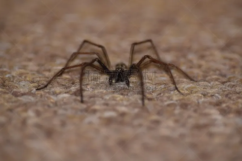 家蜘蛛 巨大的 自然 野生动物 水平画幅 动物 动物肢和翼 四肢 动物身体部位 动物腿图片素材下载 稿定素材