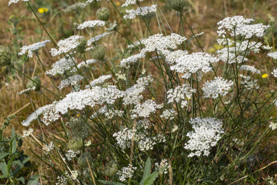 queen annes lace,自然,美,水平画幅,无人,夏天,野胡萝卜花,野生植物,自然美,鸟巢