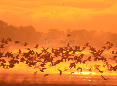 早晨,izunuma,水,天空,水平画幅,无人,鸟类,野外动物,沼泽,户外