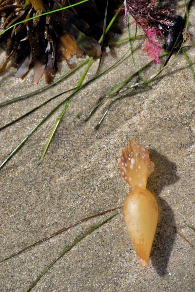 海草,giant海藻灰,圣塔卡特莱那岛,拉古娜海滩,海藻灰,垂直画幅,留白,水生植物,纹理效果,沙子