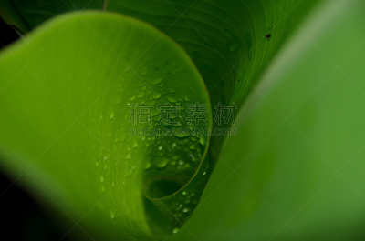 室内,漩涡形,彩虹瀑布,香蕉叶,长颈族,凯卢阿,希洛,式样,水平画幅,太平洋岛屿