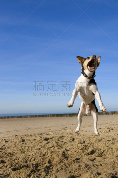 垂直画幅,天空,杰克拉瑟短腿犬,动物扑击,动物嘴,沙子,进行中,梗犬,爪子,动物身体部位