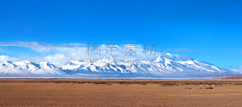 山,纳木那尼峰,藏野驴,玛旁雍错,半干旱,东欧大草原,天空,灵性,夏天,哺乳纲