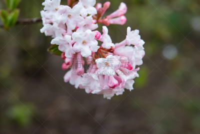 芳香的,鲜花盛开,冬天,荚莲属,清新,法国,自然美,生物,花的组成部分,户外活动