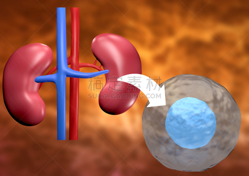 三维图形,辅导讲座,肾病,干细胞,古老的,生物学,活力,健康保健,药,生物科技