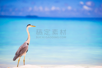 海滩,马尔代夫,灰色苍鹭,白色,度假胜地,水平画幅,沙子,鸟类,野外动物,夏天