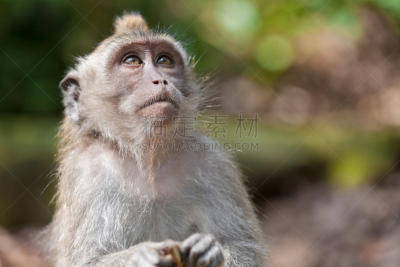 猴子,森林,巴厘岛,bay colobus monkey,长尾猕猴,猕猴,驯养动物,香蕉树,贪欲,水