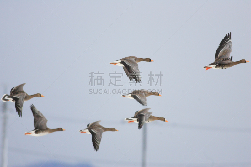 白额雁,自然,褐色,野生动物,水平画幅,淡水鸟,无人,黄色,雁属,鹅肉