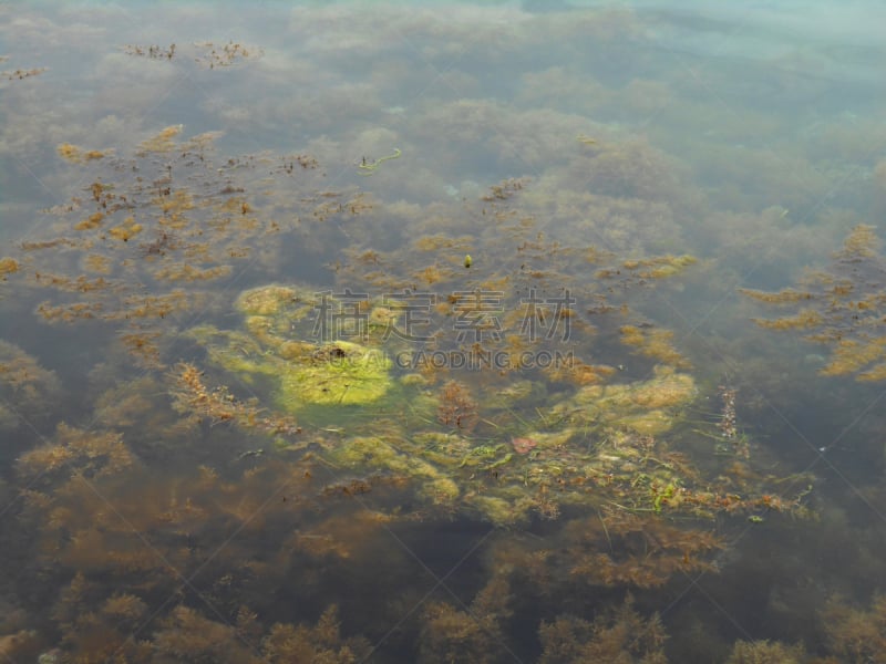 在下面,海草,海藻灰,藻类,海洋,水,富营养化水体,水平画幅,无人,环境损害