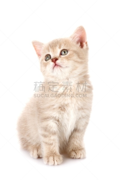 小猫,垂直画幅,宠物,猫,可爱的,无人,动物,猫科动物,俄罗斯,摄影