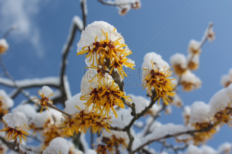 冬天,芳香的,水平画幅,雪,无人,北美金缕梅,嫩枝,户外,特写,花