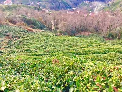 清新,红茶,乡村,茶树,农业,素食,茶叶,绿茶,菜园,环境保护