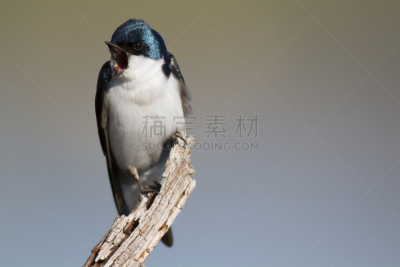 树燕,马什菲尔德,春天,野生动物,水平画幅,无人,鸟类,马萨诸塞,新英格兰,荧光色