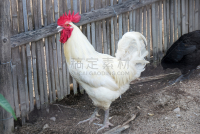 白色,农业,饲养员,农场,公鸡,阿方索十三世,古董,水平画幅,高视角,公主