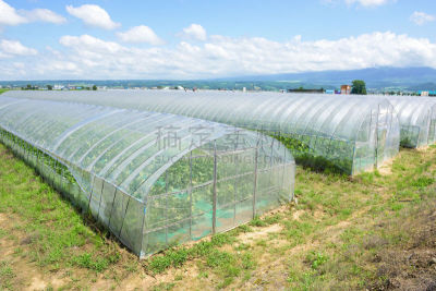 温室,菜园,水平画幅,无人,园艺,有机食品,户外,田地,植物,空的