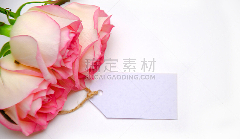 标签,式样,玫瑰,粉色,白色背景,请柬,边框,浪漫,现代,装饰物