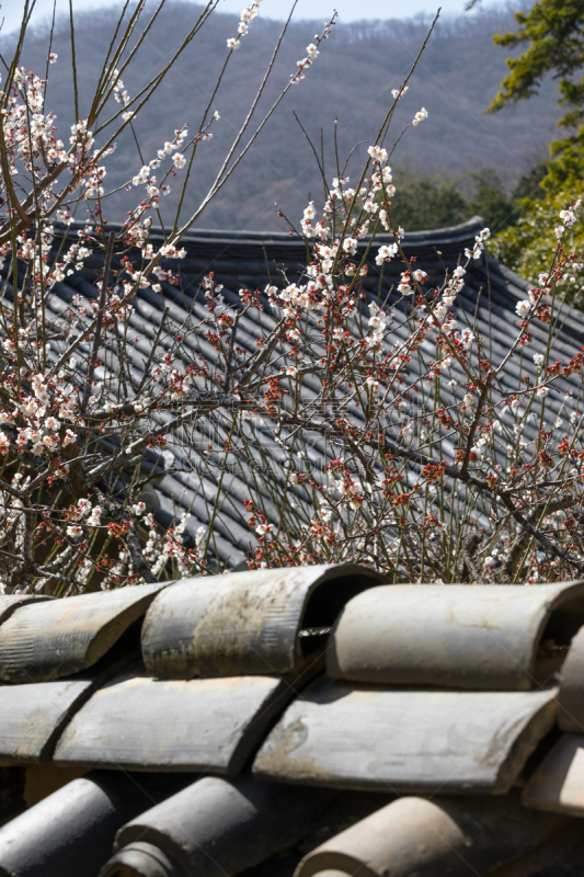 梅花,韩屋,传统,著名景点,春天,韩国,李树,屋顶,朝鲜半岛,李子