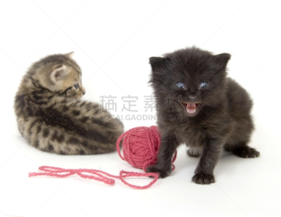 小猫,红色,羊毛线球,白色背景,轿子,猫的叫声,垃圾,水平画幅,科学实验,线绳