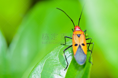 棉二点红蝽象,水平画幅,枝繁叶茂,夏天,特写,泰国,Heteroptera,彩色图片,害虫,热带气候