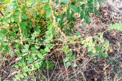 寄生的,植物群,大菟丝子,北美产大儿鱼,人类栖息地,长耳大野兔,拖引式降落伞运动,蚕豆,五边形,伊利诺斯州