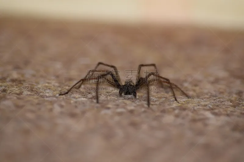 家蜘蛛 巨大的 自然 野生动物 水平画幅 动物 动物肢和翼 四肢 动物身体部位 动物腿图片素材下载 稿定素材