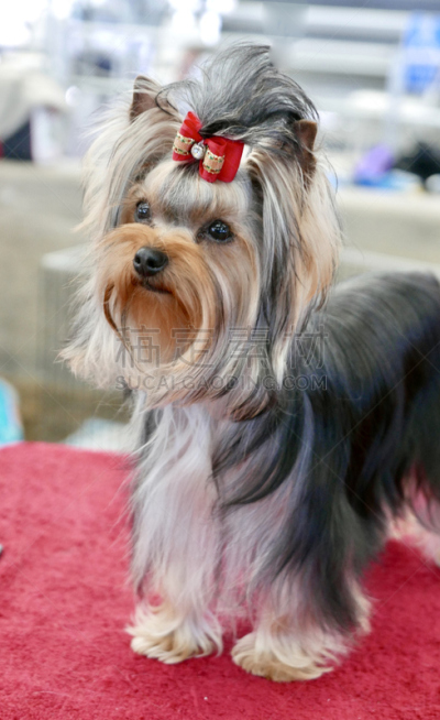 狗,多样,垂直画幅,宠物收养,标准贵宾犬,动物保护,德国牧羊犬,比熊犬,伯恩山犬,萨摩耶犬