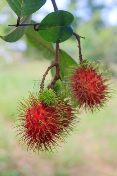 红毛丹,水果,红色,植物表皮,垂直画幅,褐色,工厂,特写,泰国,甜点心
