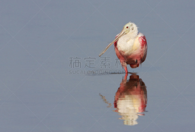 丁大令生动物保护区,美国,佛罗里达,玫瑰色琵鹭,水,天空,美,水平画幅,美人,鸟类