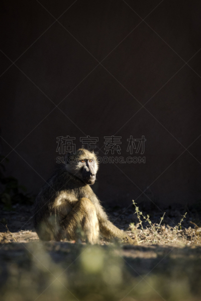 白昼,狒狒,日光,日光浴,第一名,猴子,万盖,达马拉兰,赞比亚,野生动物