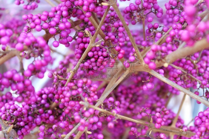 Schönfrucht, Zweige, Dekoration, Blumenschmuck, Markt