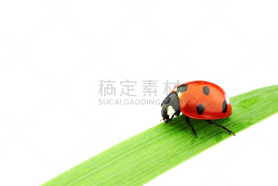 草,瓢虫,自然,水平画幅,绿色,小的,色彩鲜艳,斑点,夏天,自然美