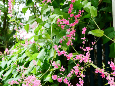 蓝花藤,留白,峨参,夏天,彩色图片,甲虫,植物学,清新,花头,草地