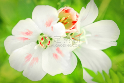 园艺,白色,锦葵属,花朵,绿色,明亮,背景,自然美,野生动物,春天