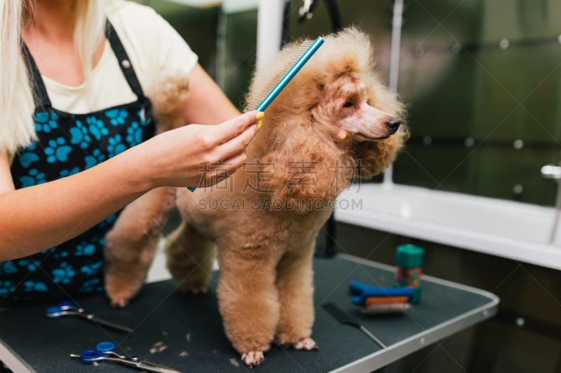 宠物美容店,可爱的,湿,纯种犬,一个人,狗,女人,小的,头发,动物