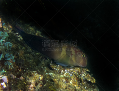 粘鱼,海洋生命,热带气候,野生动物,墨西哥,洛斯卡沃斯,一只动物,动物,礁石,珊瑚
