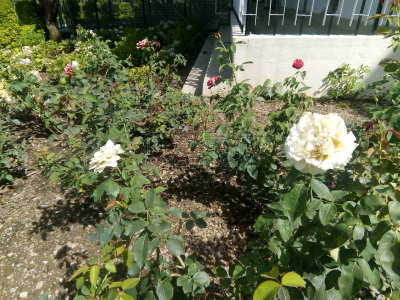 玫瑰,白色,自然,特里加瓦尔区,印度次大陆,图像,仅一朵花,花朵,美,自然美