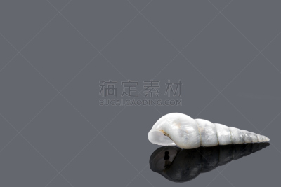 小的,贻贝,灰色背景,自然,饮食,美国,洞,水平画幅,海螺,贝壳