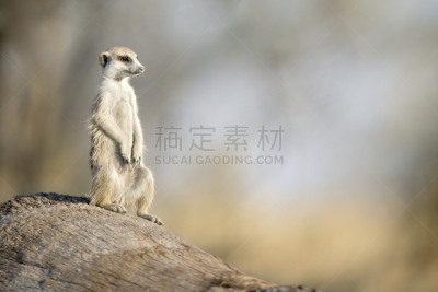海岛猫鼬,日光,白昼,达马拉兰,赞比亚,世界遗产,野生动物,考科维尔德,卡格拉格帝边境公园,哺乳纲