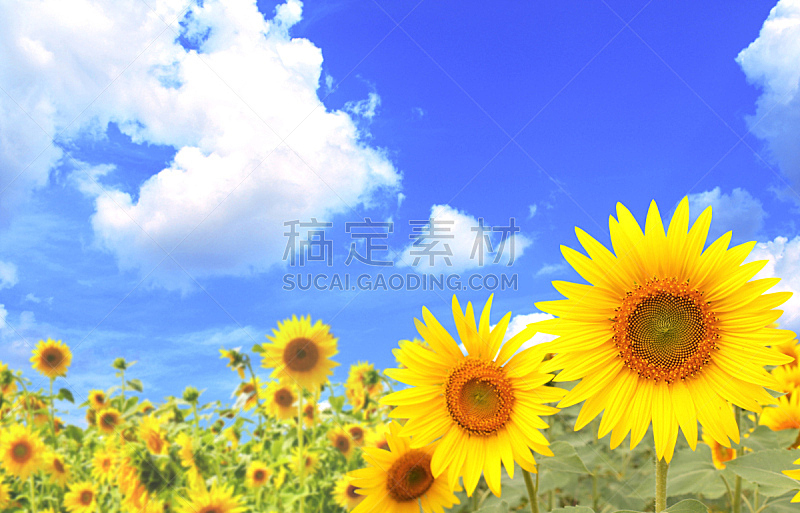 天空,蓝色,向日葵,背景,新的,水平画幅,无人,夏天,户外,云景