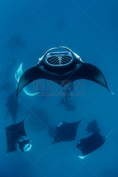 大鹞鱼,海湾,群,垂直画幅,水,美,水肺潜水,巨大的,水下,魟