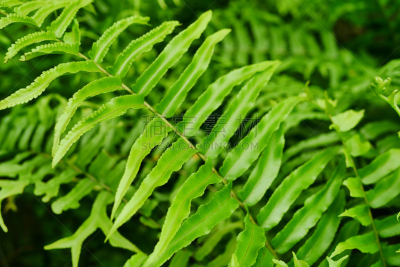叶子,剑 fern,欧洲赤松,气候,枝繁叶茂,孢子,纯净,想法,常绿树,环境